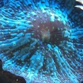Mushroom coral.