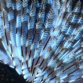 Feather duster - Indo-Pacific