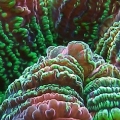 Crazy closeup of a brain coral.