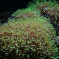 Star polyps