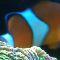 Brain coral with Oc. Clown