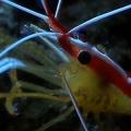 Closeup of Cleaner Shrimp(1)