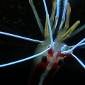 Closeup of Cleaner Shrimp(2)