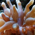 Bubble Tip Anemone
(no longer in tank)