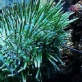Green Urchin with one of it's tentacles stuck on something
(No longer in tank)