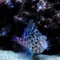 Falco Hawkfish
(No longer in tank)