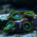 Radioactive Zoas when first added