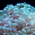 Frogspawn coral