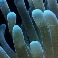 Anemone tentacles, not sure which kind
(No longer in tank)