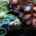 Zoa colonies when first added