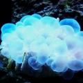 Bubble coral