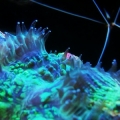 Brain coral with it's tentacles out, Cleaner Shrimp in the back