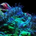 Brain Coral