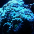 Candy Cane/Torch coral with tentacles out