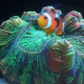 Brain coral with Oc. Clown
