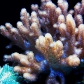 Leather Coral and green urchin