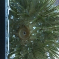 Green Urchin upside-down and at the surface of the water... I think he (she?) was trying to skim the surface.