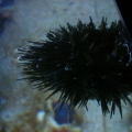Urchin at the top of the water line trying to eat things from the surface. If you look close you can see its tentacles extended out quite far.