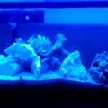 Evening mood lights