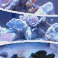 My two emerald crabs on the bottom fighting over a shrimp pellet,  every time I cant find them I drop a pellet and like crazy they both come sprinting out.

And of course the clowns side by side as always.

55g starter reef, 
65 lb rock
70 lb sand
