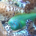 Green Clown Goby amongst leather coral