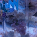 Correction....This is what makes my "reef" tank, a reef tank. Just a little silver Xenia I bought yesterday, but it's already looking good. I tried to pick it to a rock,  but it fell off the tooth pick, so I was forced to simply drop him into a shot glass