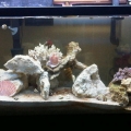 My Reef Tank