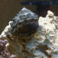 Turbo with Hitch Hiker