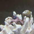 Mushroom fragging 2