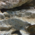 Oysters