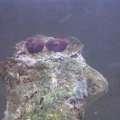 New Mushrooms