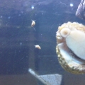 Baby Snails
