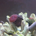 Mushroom 2.1