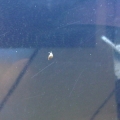 Snail 2