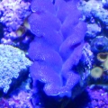 Clam