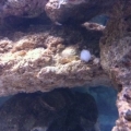 white ball