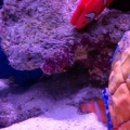 My clown (RIP) going into his spongebob pineapple and my BTA in the background