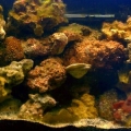 29g 8