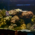 29g just added coral