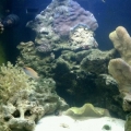 biocube 1
