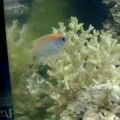biocube 3
