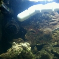 biocube 4