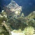 biocube 5
