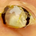 butterflyfish