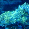 first coral