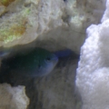 Chromis Hiding