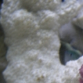 Chromis Peek A Boo