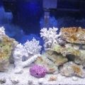 FTS01