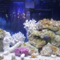 FTS03