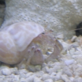 Hermit Crab01